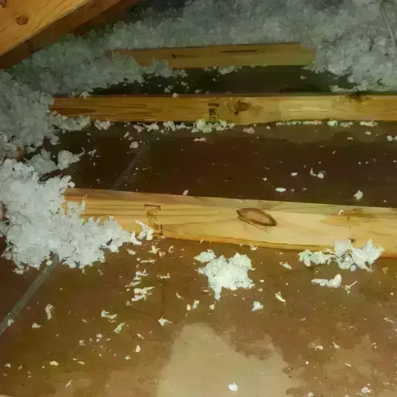 Attic Water Damage in Red Chute, LA