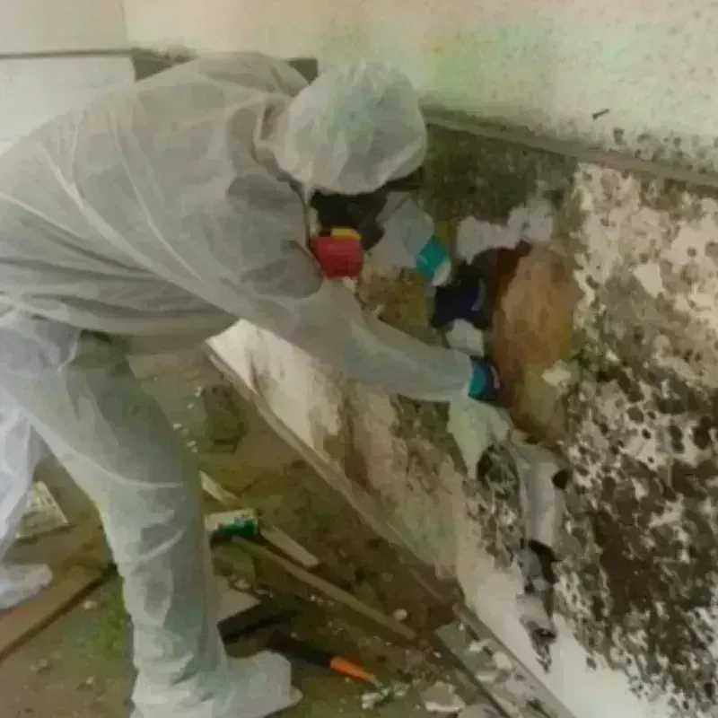 Mold Remediation and Removal in Red Chute, LA